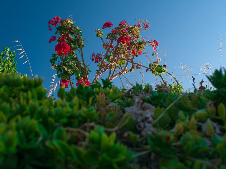 Crete, flowers